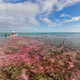 In the experiment, scientists released a plume of CO2-enriched seawater along with a dye tracer over a small patch of the Great Barrier Reef.
